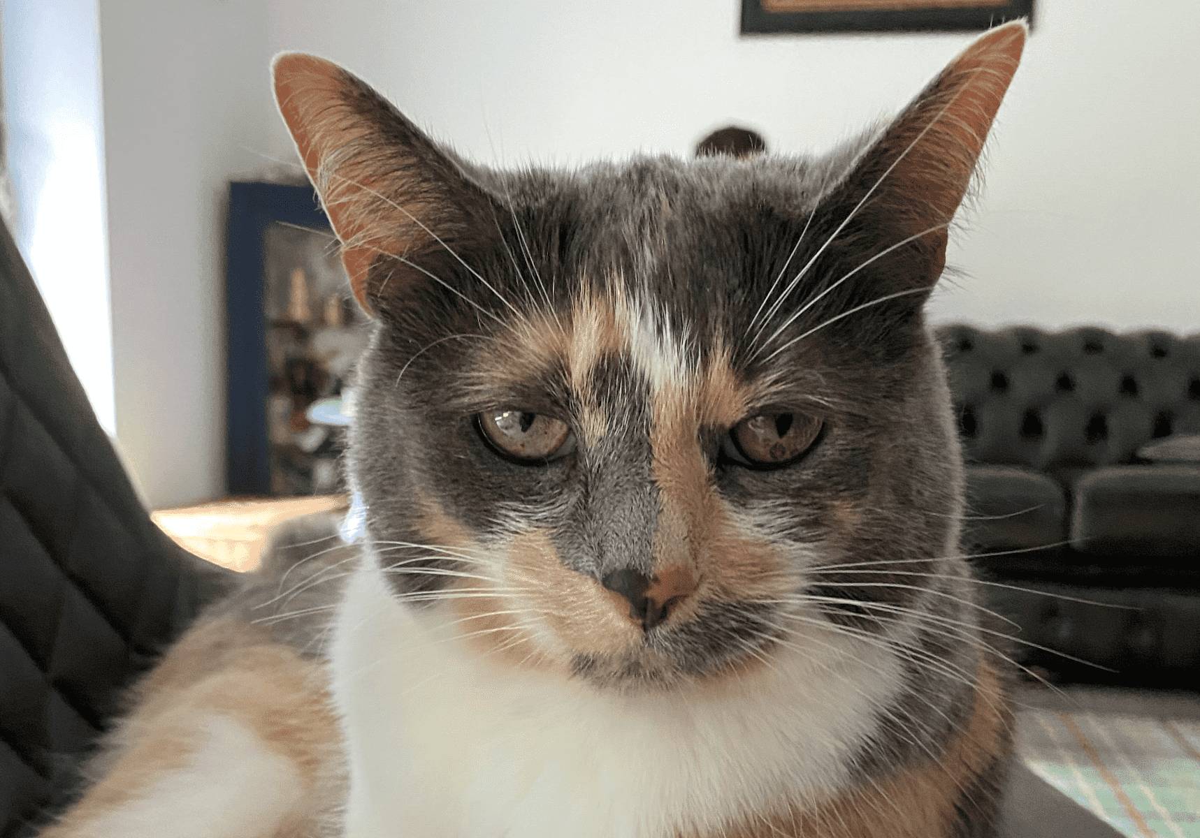 Grey tortoiseshell cat face